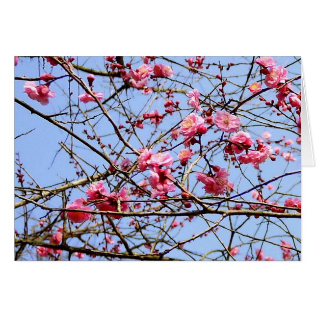 Pink Plum Blossom (Front Horizontal)