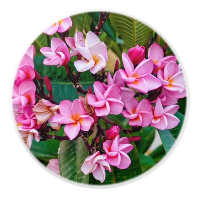 Pink Plumeria Ceramic Knob (Front)