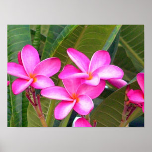 Pink Plumeria Flower Print