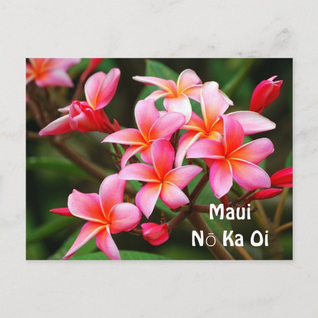 Pink Plumeria Flowers, Maui Nō Ka Oi Postcard (Front)