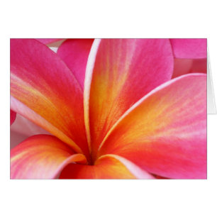 Pink Plumeria Frangipani Hawaii Flower Hawaiian