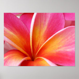 Pink Plumeria Frangipani Hawaii Flower Hawaiian Poster