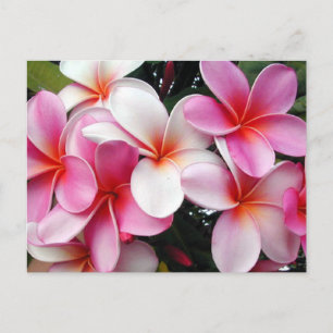 Pink Plumeria Hawaiian Postcard