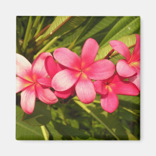 Pink plumeria magnet