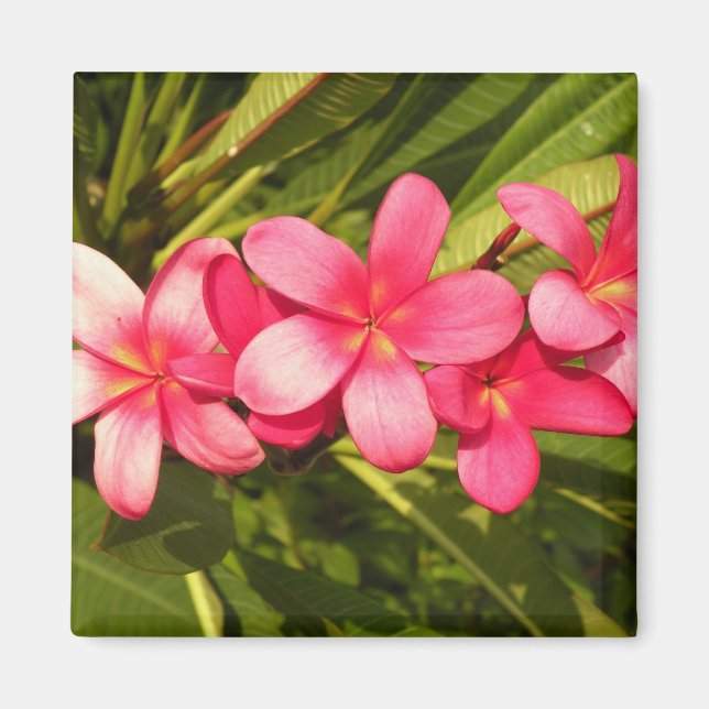 Pink plumeria magnet (Front)