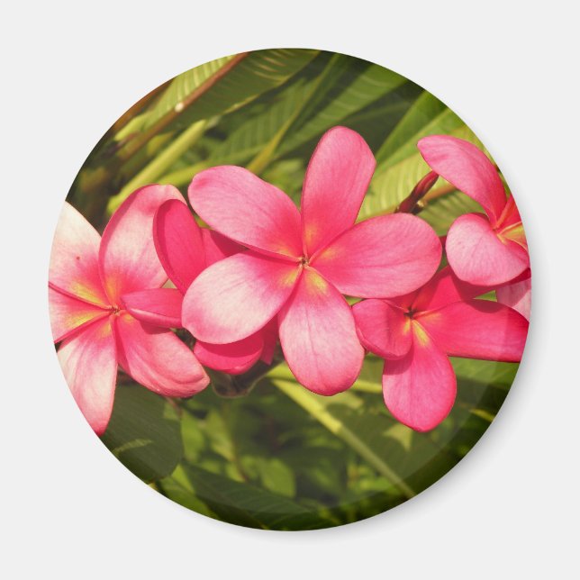 Pink plumeria magnet (Front)