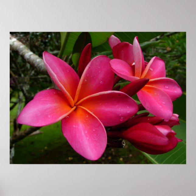Pink Plumeria Poster (Front)