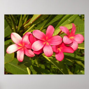 Pink plumeria poster