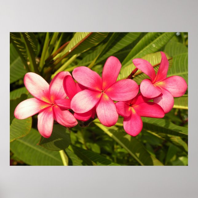 Pink plumeria poster (Front)