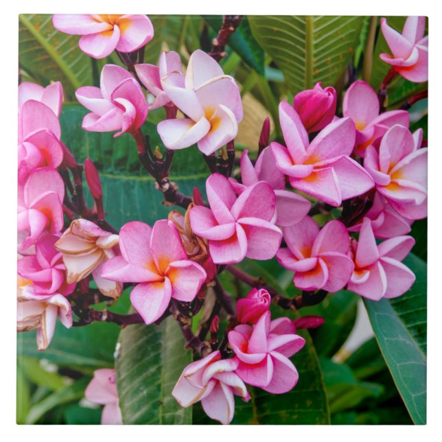 Pink Plumeria Tile (Front)