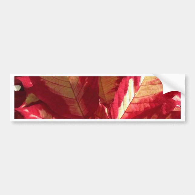 Pink Poinsettia Bumper Sticker (Front)