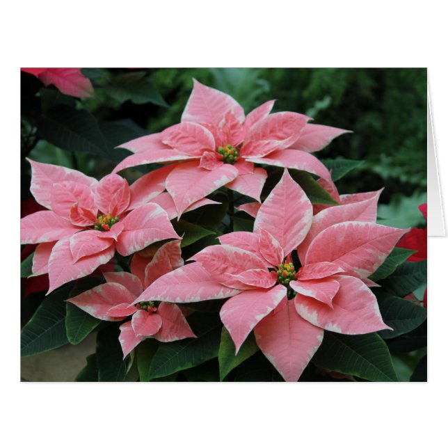 Pink Poinsettia Holiday Card (Front Horizontal)