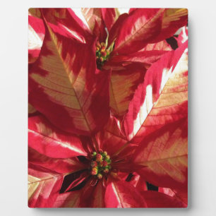 Pink Poinsettia Plaque