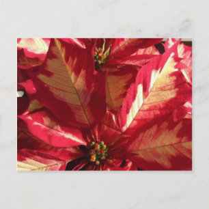 Pink Poinsettia Postcard