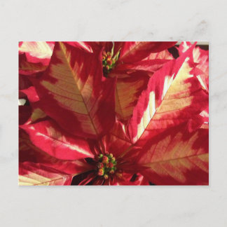Pink Poinsettia Postcard