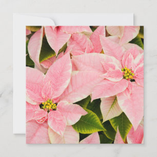 Pink Poinsettias Holiday Card