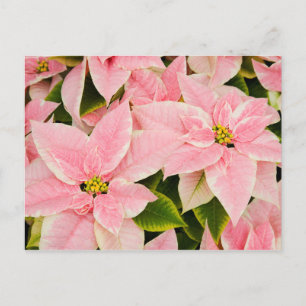 Pink Poinsettias Holiday Postcard