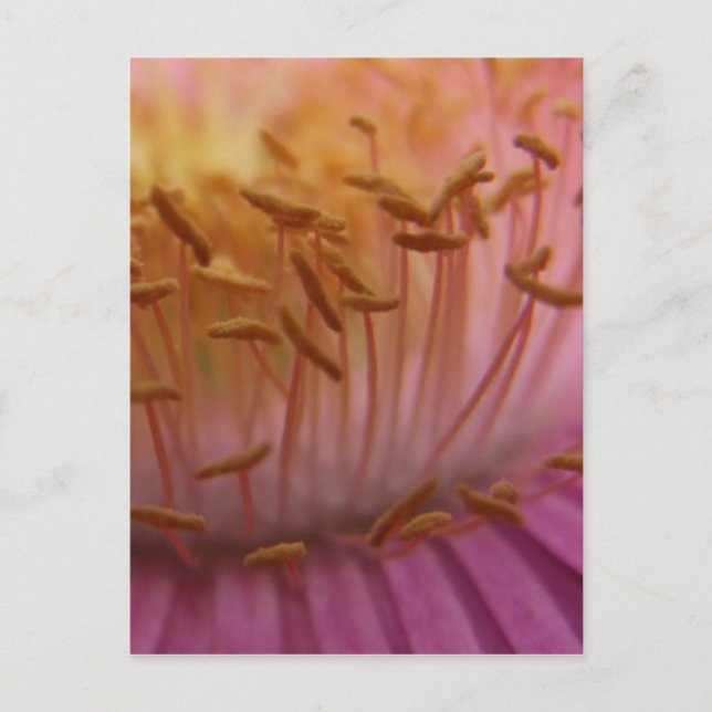 Pink Pollen Postcard (Front)