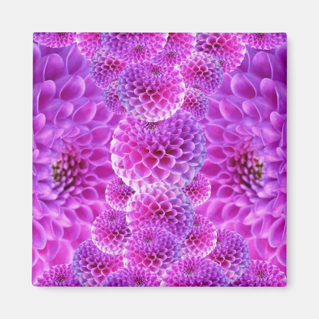 Pink PomPom Dahlia Flowers Magnet (Front)
