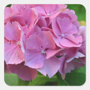 Pink Pompom Hydrangea Hortensia Flower Square Sticker