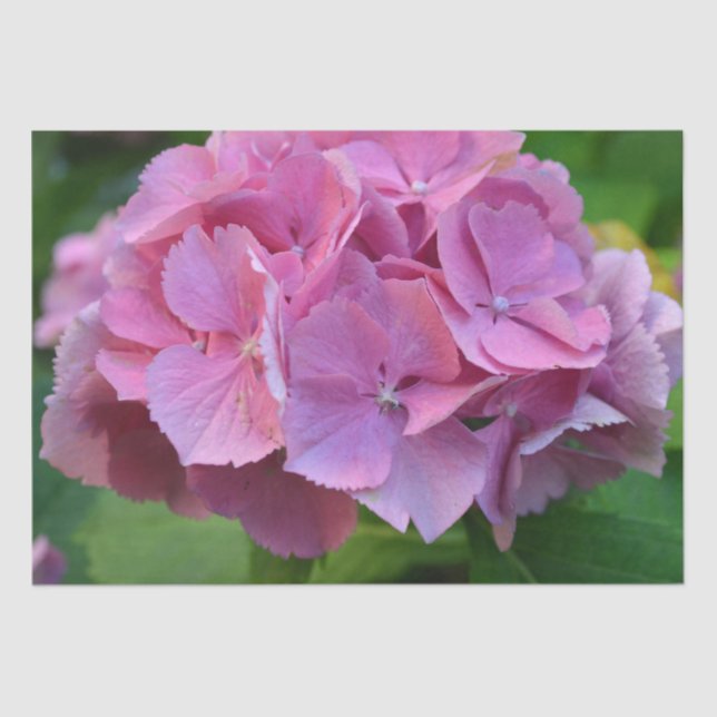 Pink Pompom Hydrangea Hortensia Flower Tissue Paper (Front)