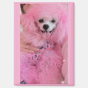 Pink poodle magnet, pink poodle gift magnet
