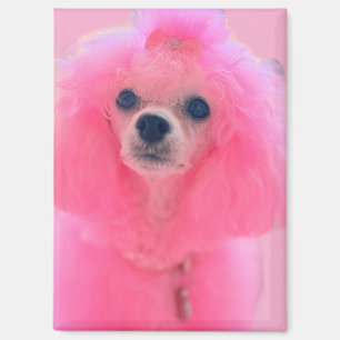 Pink poodle magnet, pink poodle gift magnet