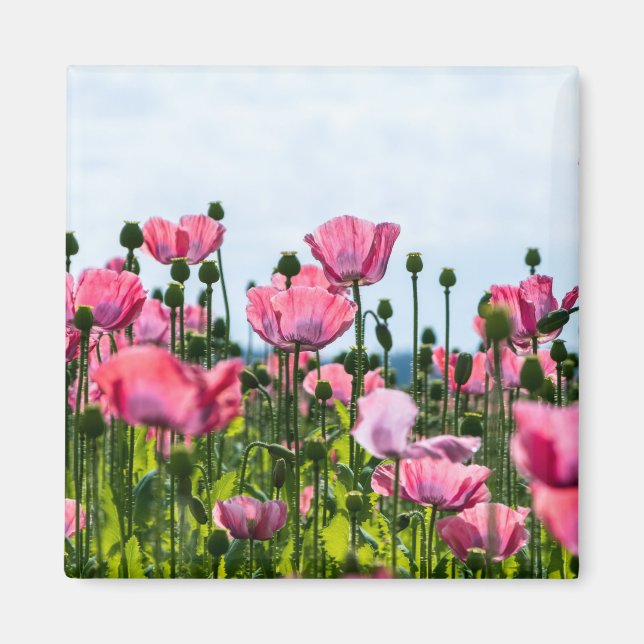 Pink Poppies Magnet (Front)