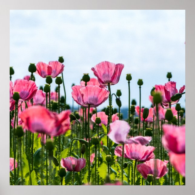 Pink Poppies Poster (Front)