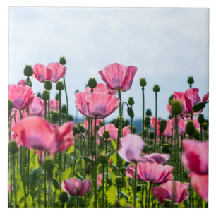 Pink Poppies Tile