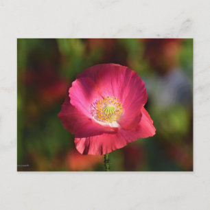 Pink Poppy in the Sunshine Photograph Postcard
