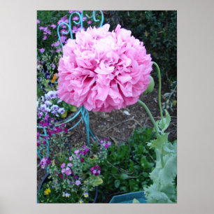 Pink Poppy Poppies Spring Flower Floral Garden Poster