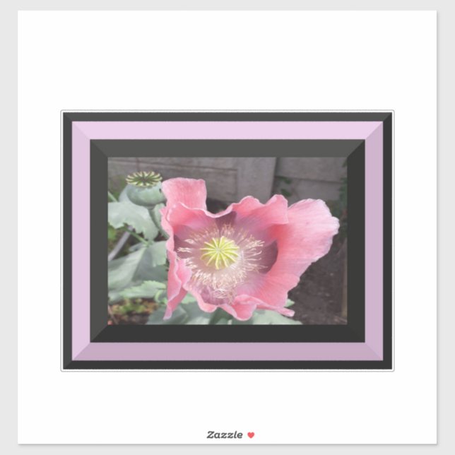 Pink Poppy with bordered edge  (Sheet)