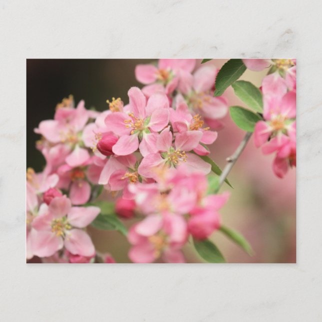 Pink Postcard (Front)