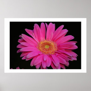 Pink Poster