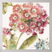 Pink Primrose