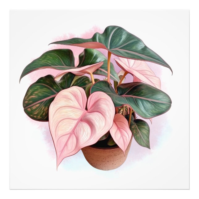 Pink Princess Philodenron in the Pot Photo Print (Front)