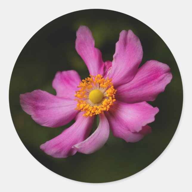 Pink "Prinz Heinrich" Japanese Anemone Flower Classic Round Sticker (Front)