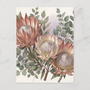 Pink Protea Eucalyptus Botanical Arrangement  Postcard