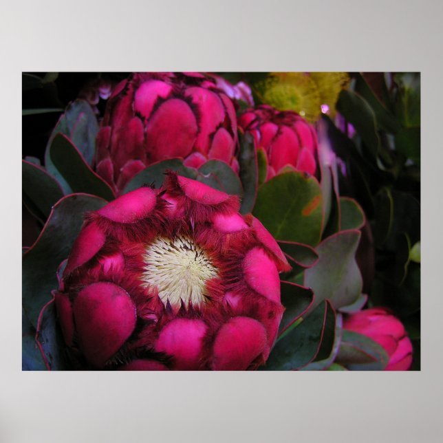 pink protea Poster (Front)
