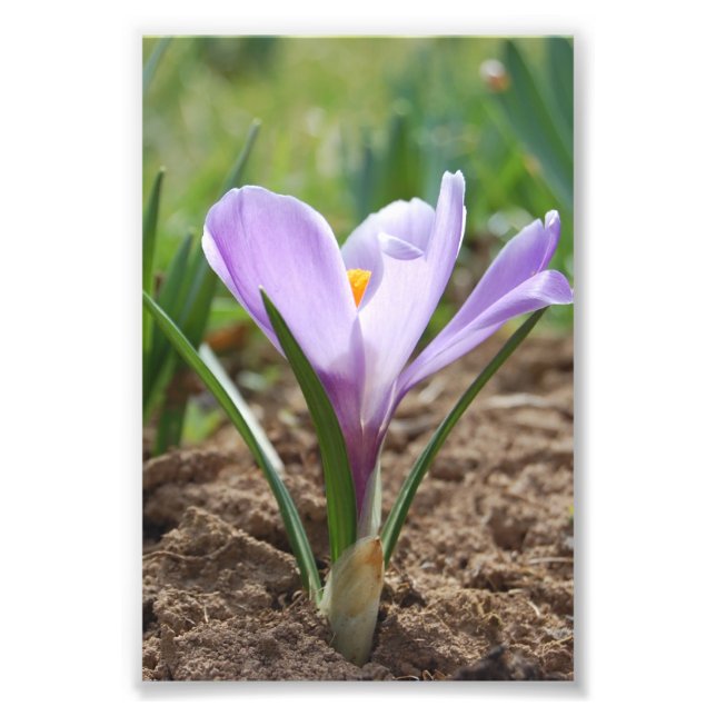 Pink Purple Crocus Vernus Flower Photo Print (Front)