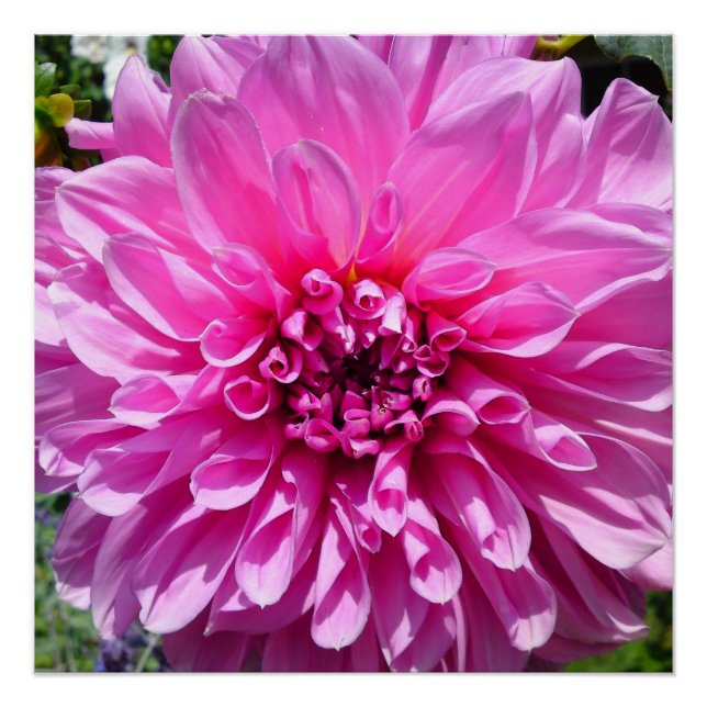 Pink Purple Dhalia Flower Posters (Front)