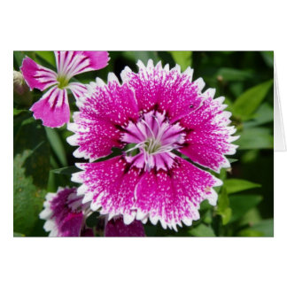 Pink/Purple Dianthus carnation up close