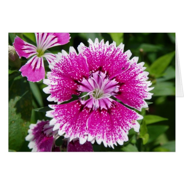 Pink/Purple Dianthus carnation up close (Front Horizontal)