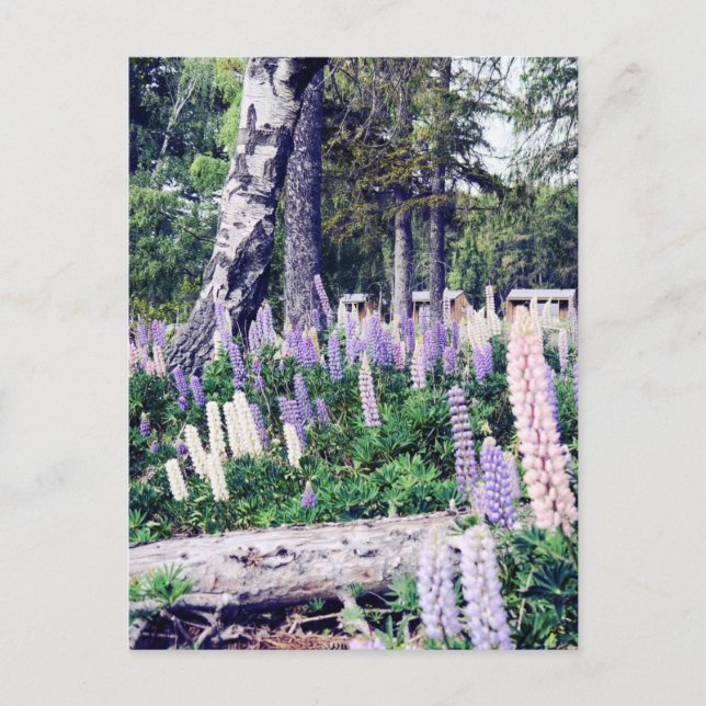 Pink Purple Lilac Lupins New Zealand | Photography Postcard (Front)