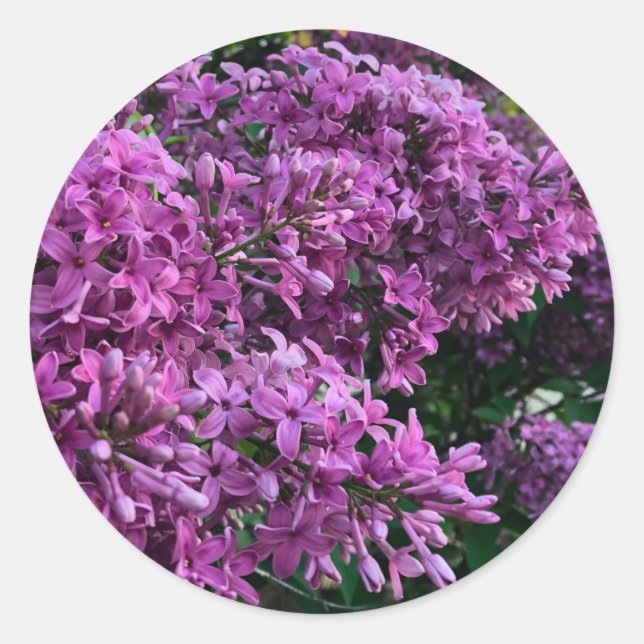 Pink purple lilacs | romantic pink floral photo classic round sticker (Front)