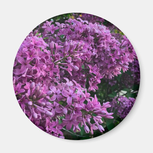 Pink purple lilacs | romantic pink floral photo magnet (Front)