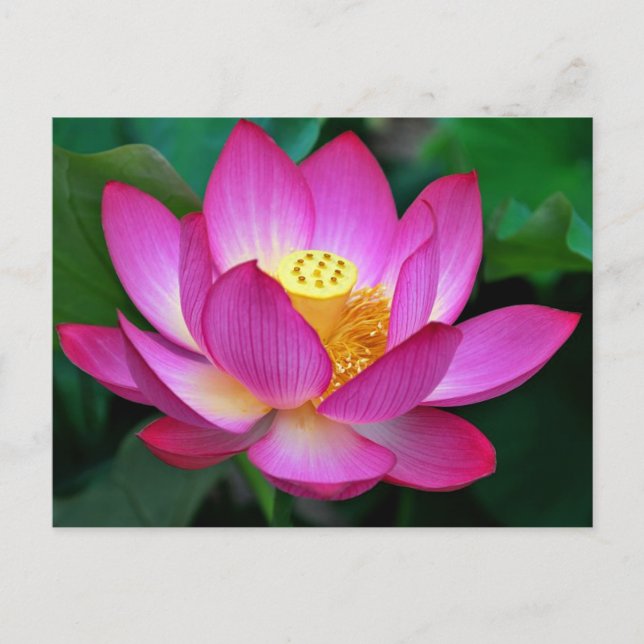 Pink Purple Lotus Flower Blank Floral Postcard (Front)