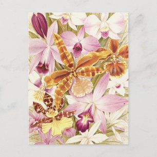 Pink Purple Orchid Flower Blooms Vintage Floral Postcard