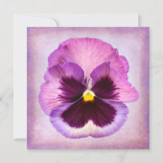 Pink Purple Pansy Flower